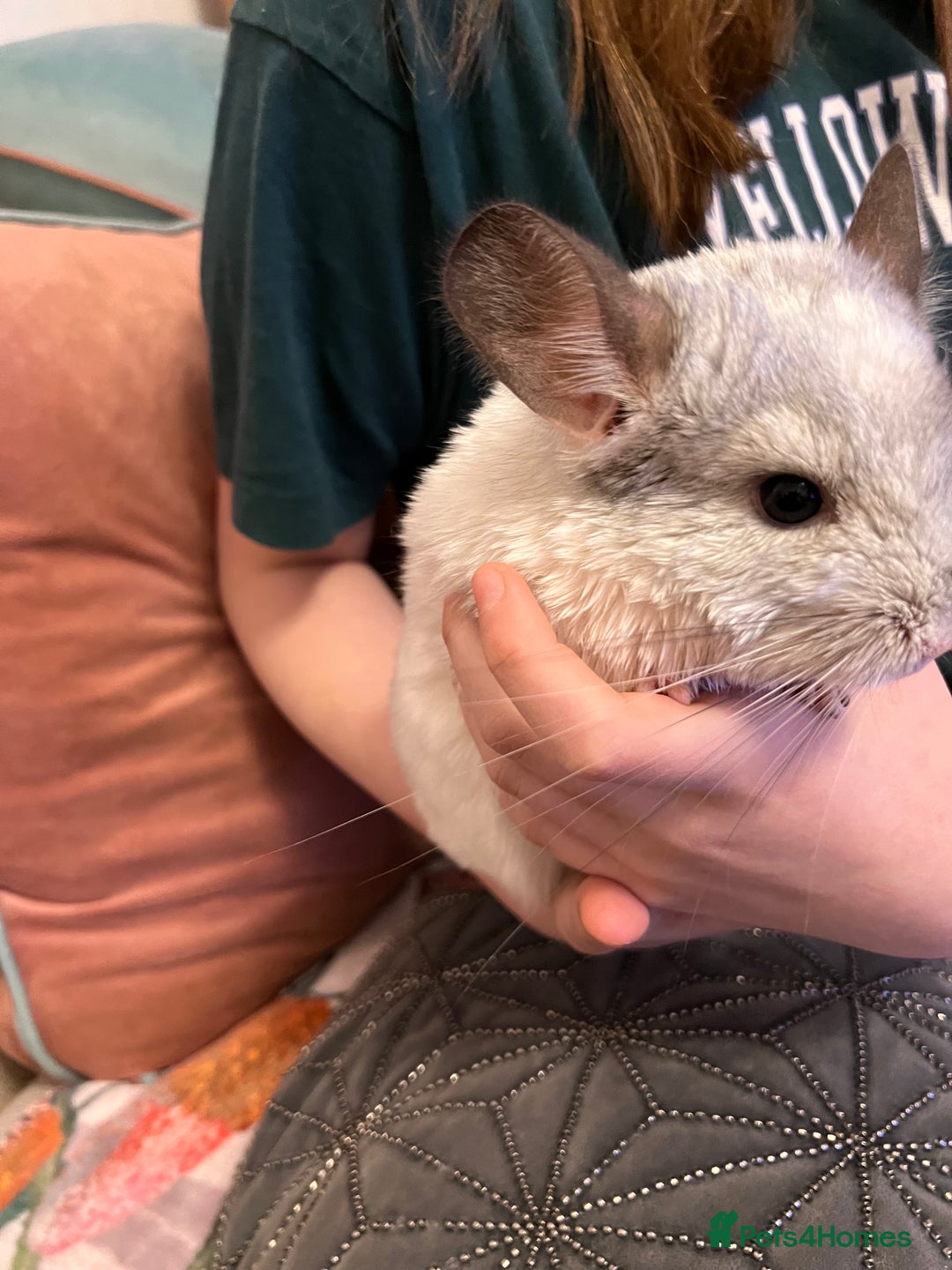 Chinchilla rodents for sale: Beautiful male chinchilla - Advert 1