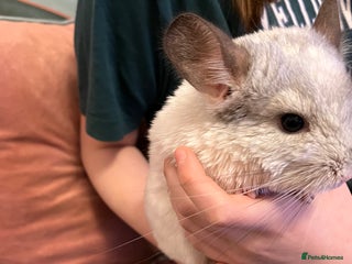 Chinchilla rodents Beautiful male chinchilla - Advert 4