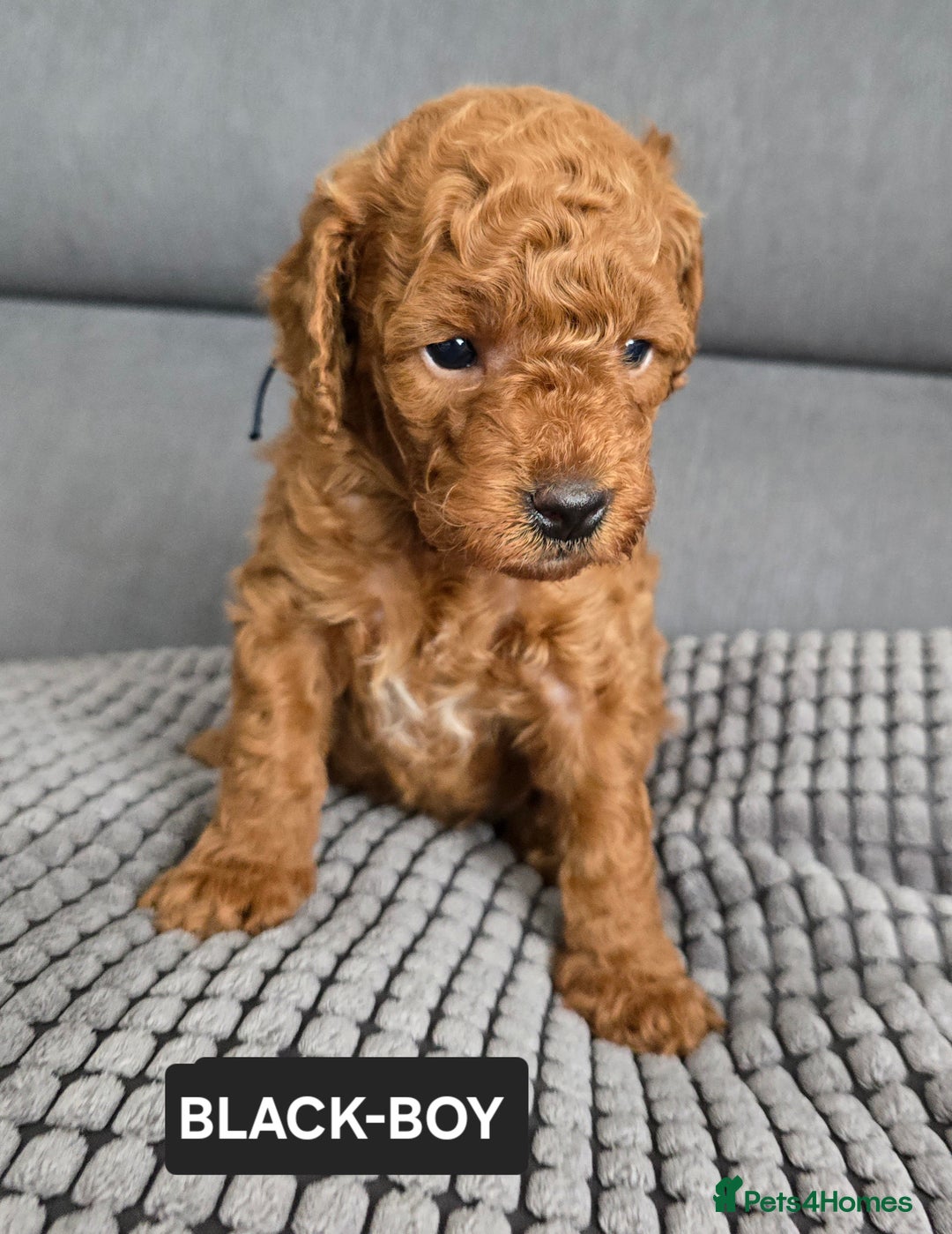 Toy Poodle dogs for sale: STUNNING RED TOY POODLE 🤩🐶 - Image 23