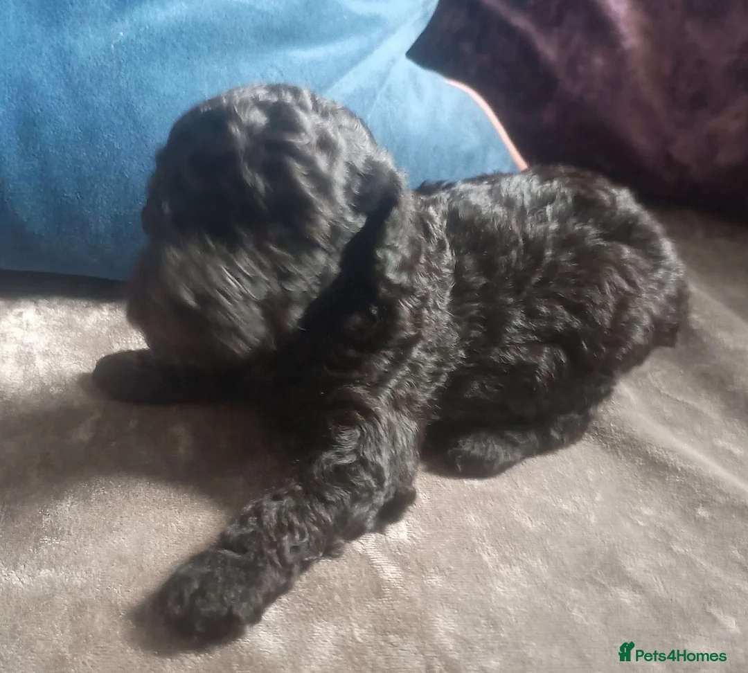 Cavapoo dogs for sale: F1BB Cavapoo pups - Advert 31