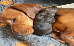 Dachshund dogs for sale: Shaded red male dachshund  - Image 4