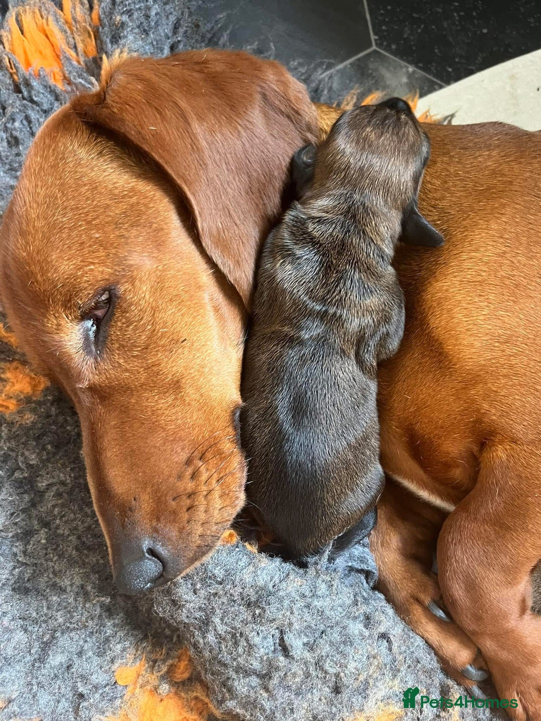 Dachshund dogs for sale: Shaded red male dachshund  - Image 4