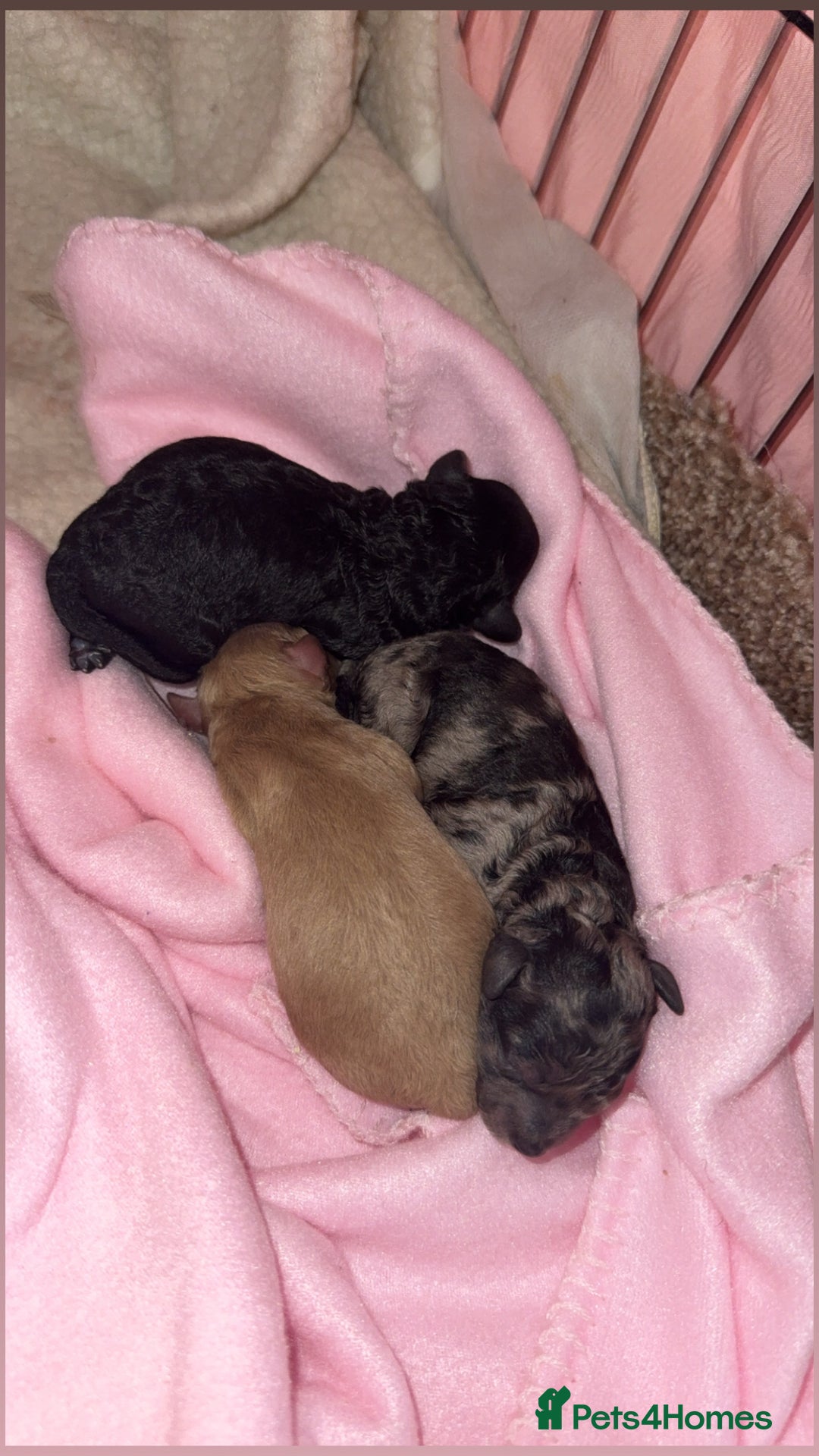 Toy Poodle dogs for sale: Toy poodle puppies  - merle bloodline  - Image 6