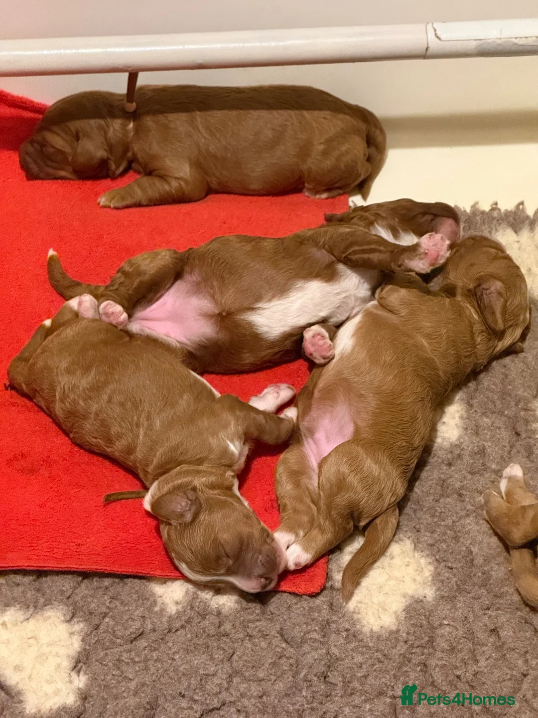 Australian Labradoodle dogs for sale: red/Merle multi generation Australian Labradoodle  in Manchester - Advert 19