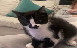 Mixed Breed cats for sale: Adorable Ragdoll Mix Kittens for Sale! - Image 5