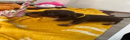 Miniature Dachshund dogs for sale: 🐶 READY NOW 🐶 - Advert 9