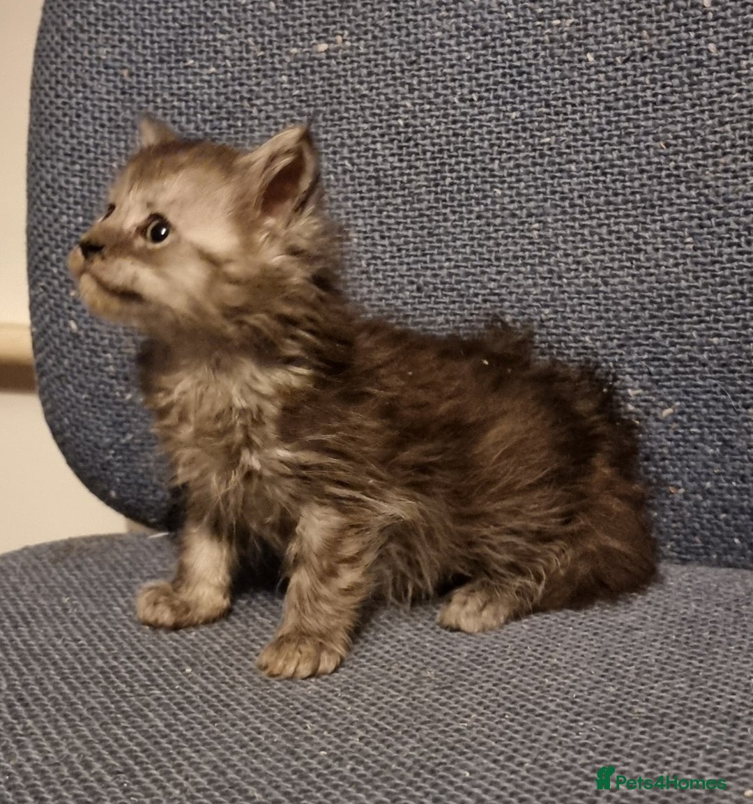 Maine Coon cats for sale: Pedigree GCCF registered Maine Coon Kittens  - Advert 21