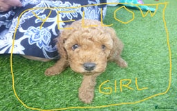 Toy Poodle dogs for sale: Gorgeous Toy Poodles - Image 13