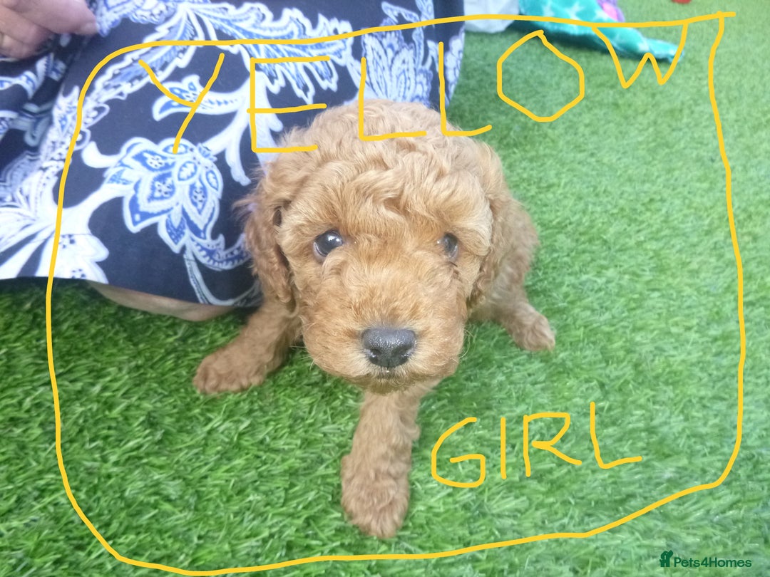 Toy Poodle dogs for sale: Gorgeous Toy Poodles - Image 13
