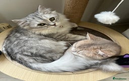 Brazilian Shorthair cats for sale: Beautiful golden British short hair female - Image 7
