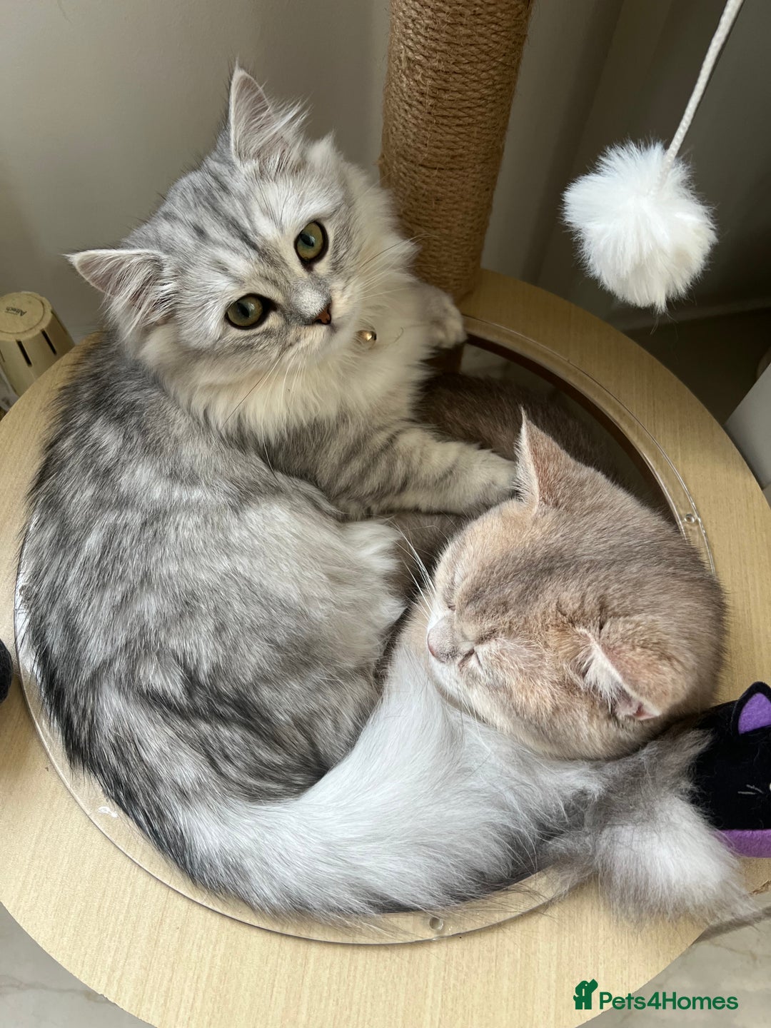 Brazilian Shorthair cats for sale: Beautiful golden British short hair female - Image 7