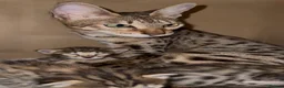 Savannah cats for sale: Excellent Quality Tica Registered Purebred kittens - Advert 37