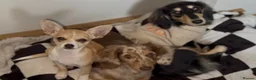 Miniature Dachshund dogs for sale: KC chocolate dapple dachshund  - Advert 11
