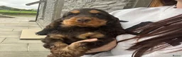 Cocker Spaniel dogs for sale: Health tested kennel club reg choc & tan puppies - Advert 4