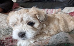 Mixed Breed dogs for sale: Lhasa Apso puppies in Kent - Image 4
