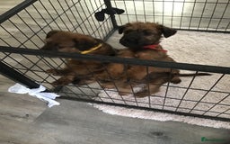 Irish Terrier dogs for sale: 3 Irish terrier bitches - Image 3