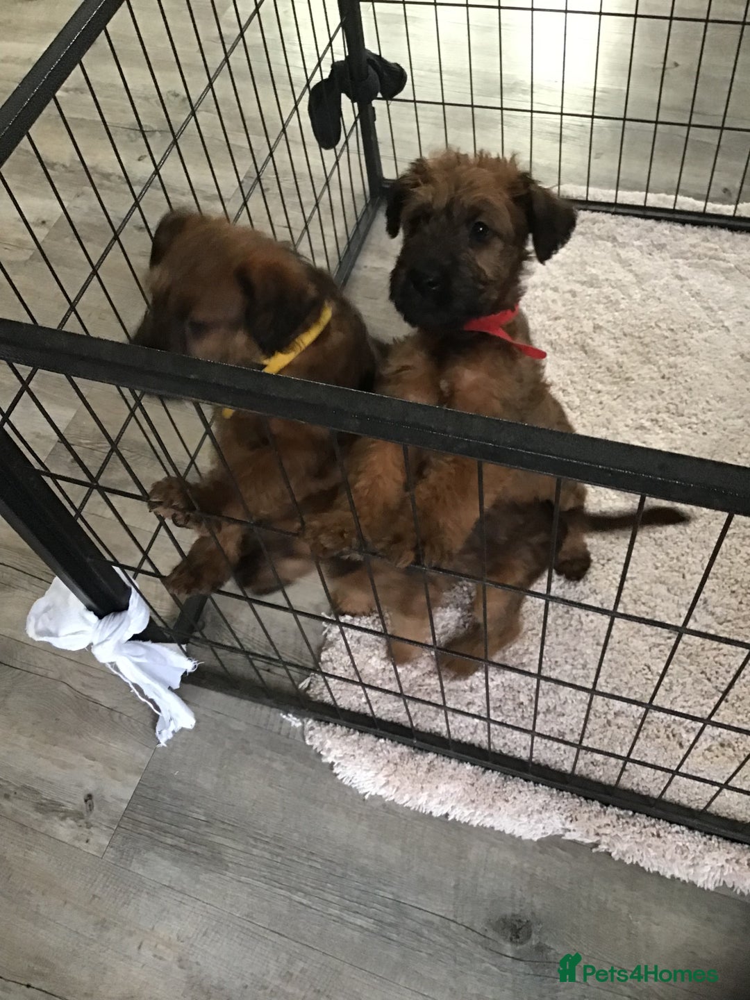 Irish Terrier dogs for sale: 3 Irish terrier bitches - Image 3