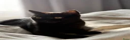 Scottish Fold cats for sale: 🖤Black Scottish Straight Girl🖤 - Advert 5