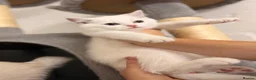 British Shorthair cats for sale: Beautiful kittens in Luton - Advert 11