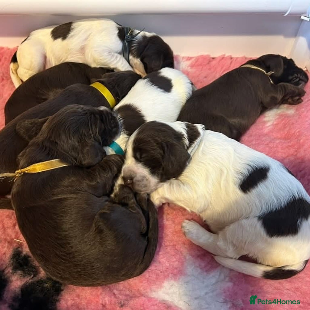 Field Spaniel dogs Raising Field Spaniel Puppies - Advert 5