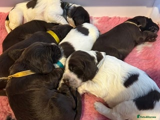 Field Spaniel dogs Raising Field Spaniel Puppies - Advert 5