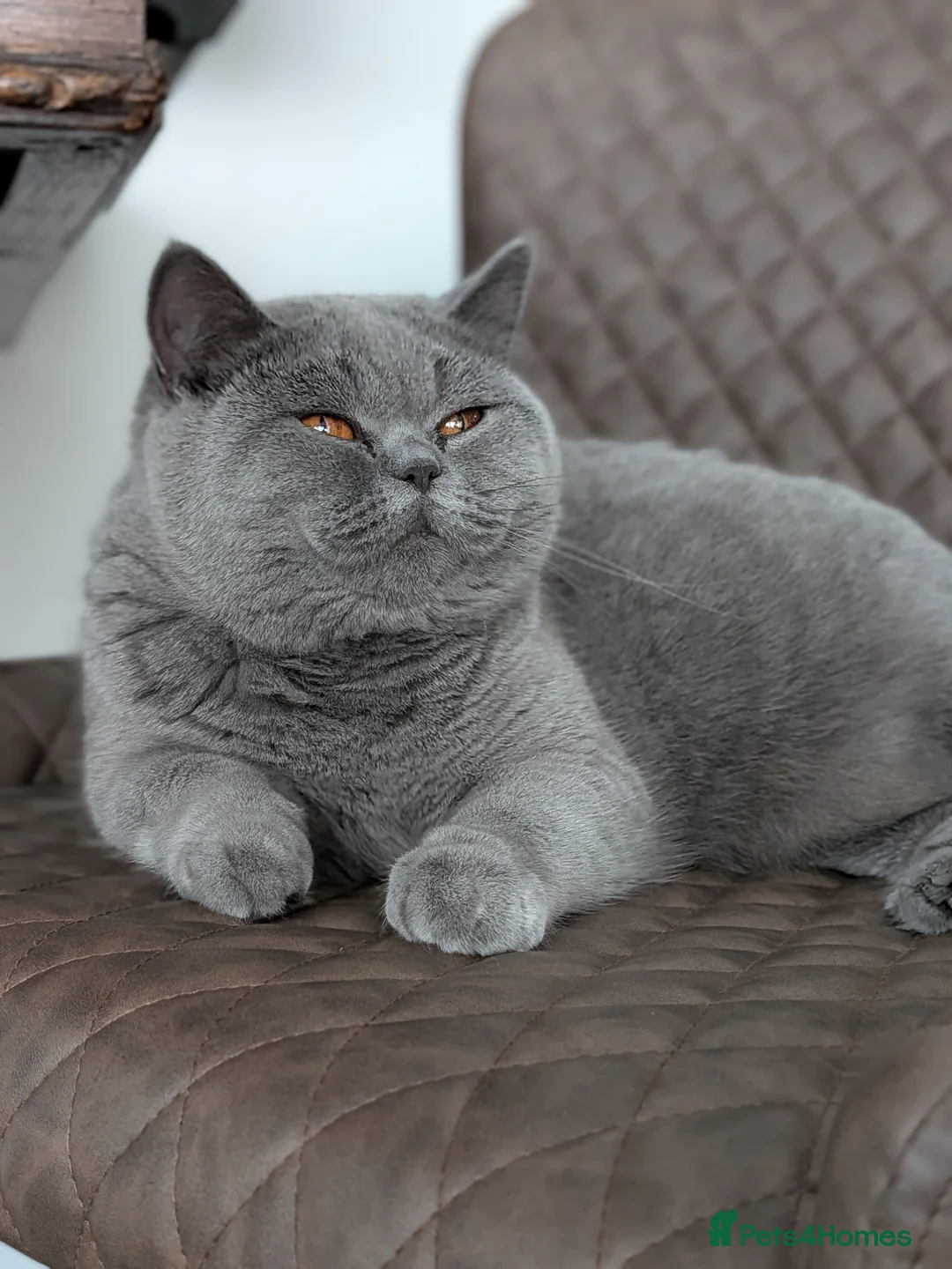 British Shorthair cats for sale: British Shorthair  - Advert 2