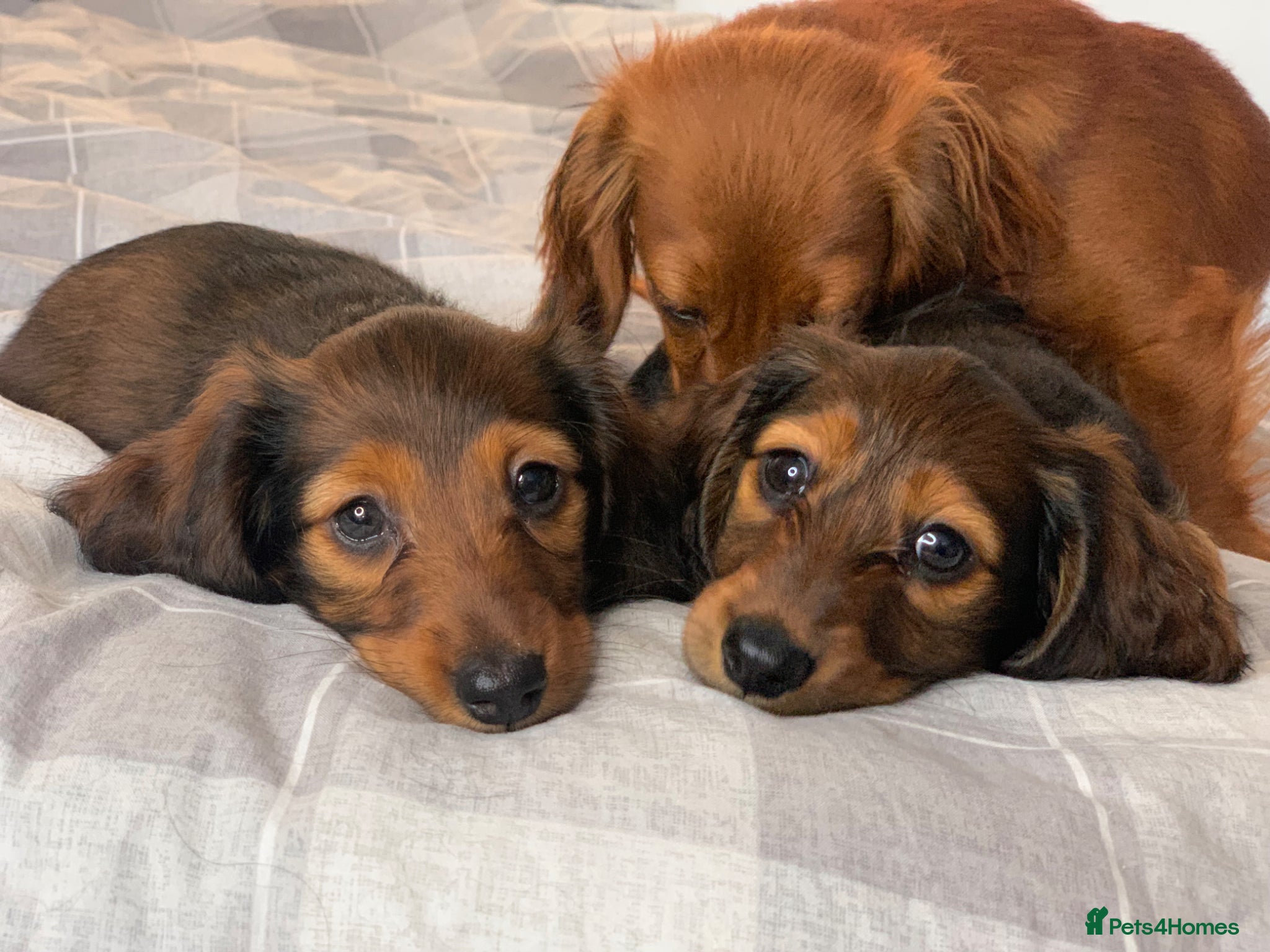 Miniature Dachshund dogs LAST 3 FEMALE Miniature Dachshund Longhaired - Advert 1