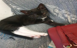 Mixed Breed cats for sale: Kittens for sale - Image 3