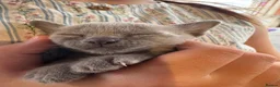 Burmese cats for sale: Well socialised GCCF-reg'd pedigree Burmese kits - Advert 14