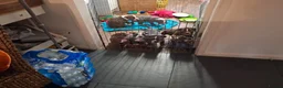 Olde English Bulldogge dogs for sale:  old time English bulldog puppies for sale!!! - Advert 10