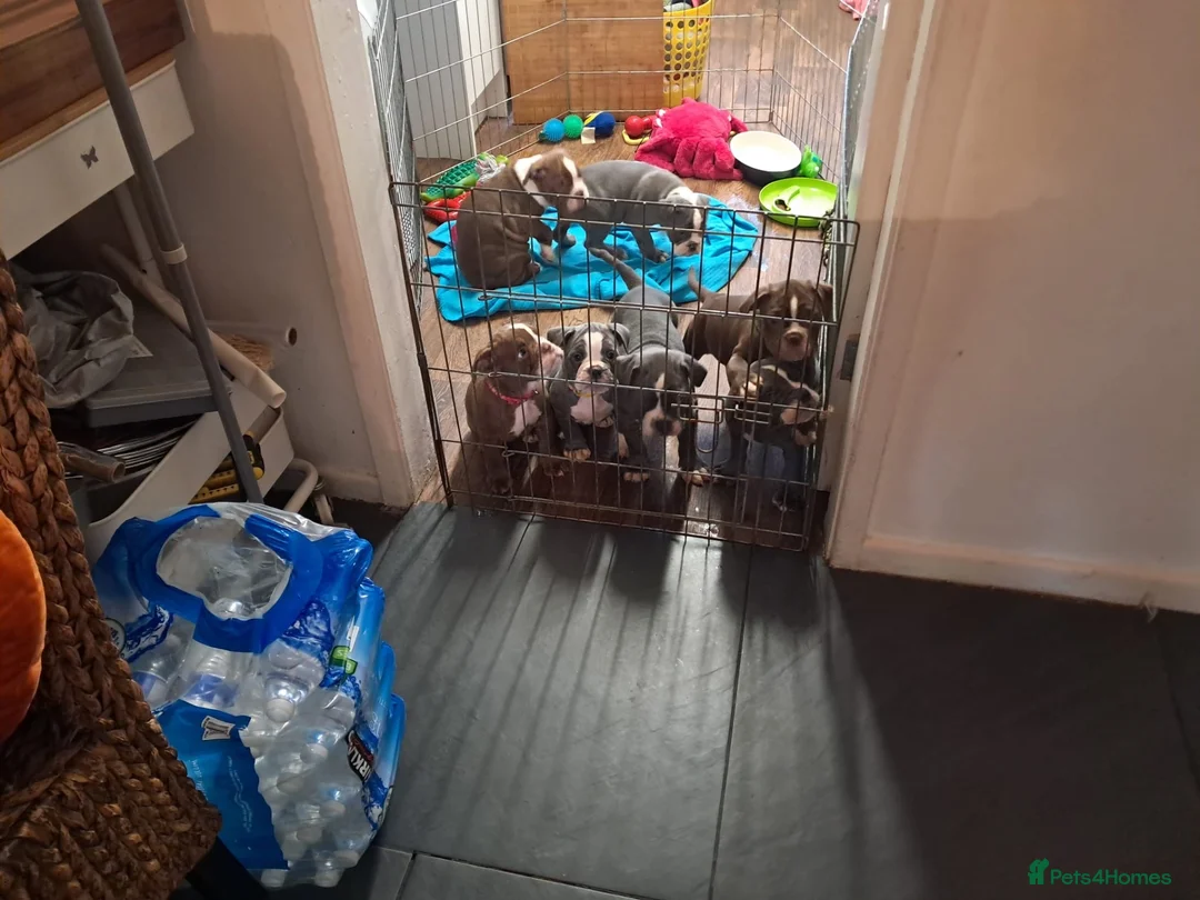 Olde English Bulldogge dogs for sale:  old time English bulldog puppies for sale!!! - Advert 10