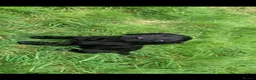 Labrador Retriever dogs for sale: Fantastic Labrador Pups - Advert 6