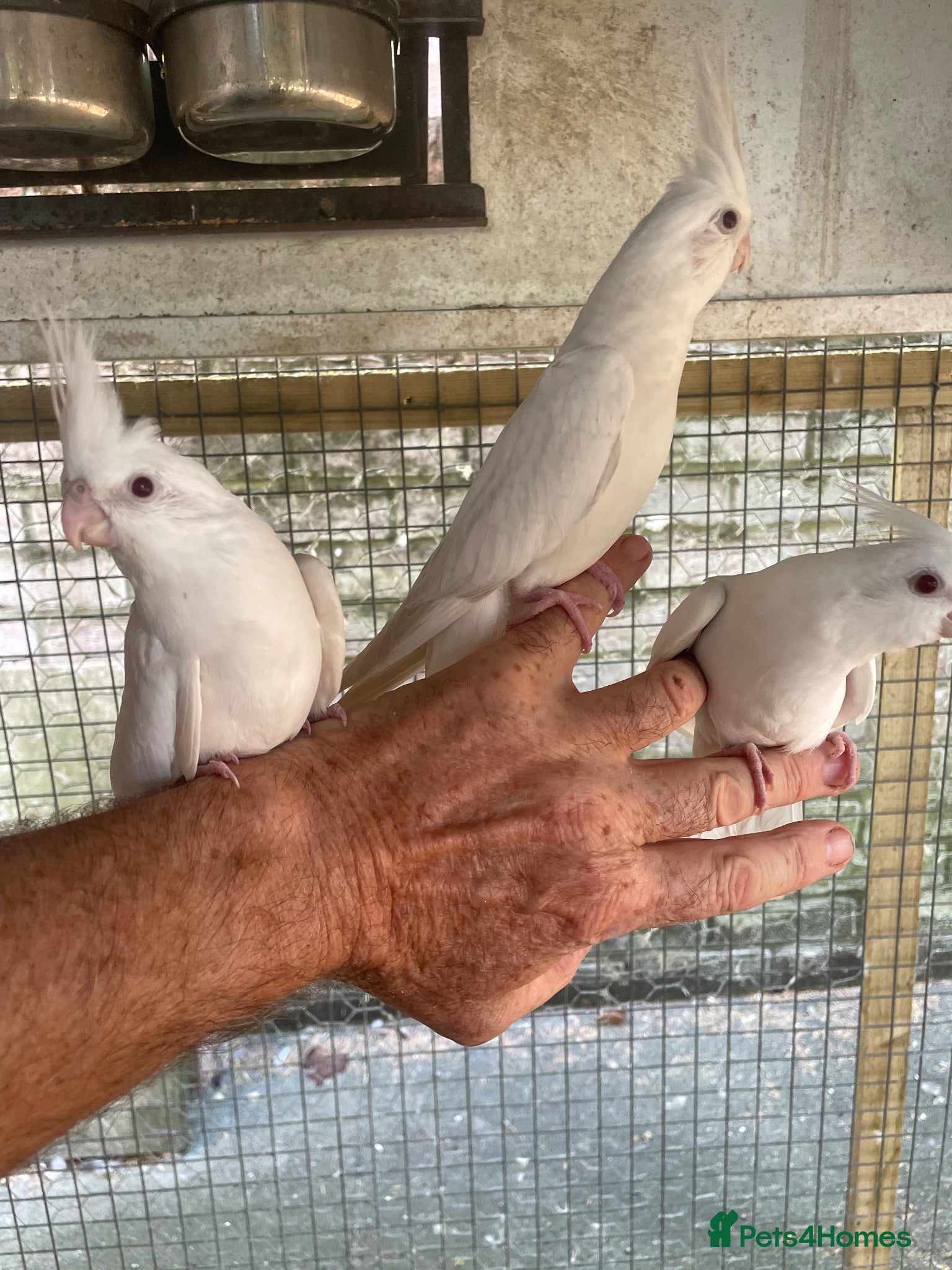 Cockatiels birds  2026 Young cockatiels - whiteface /Albino  - Advert 16