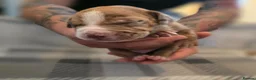 Mixed Breed dogs for sale: Staffy x American Bulldog Puppies - Advert 11