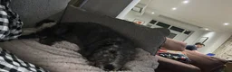 Bedlington Terrier dogs for sale: Bedlington puppy - Advert 3