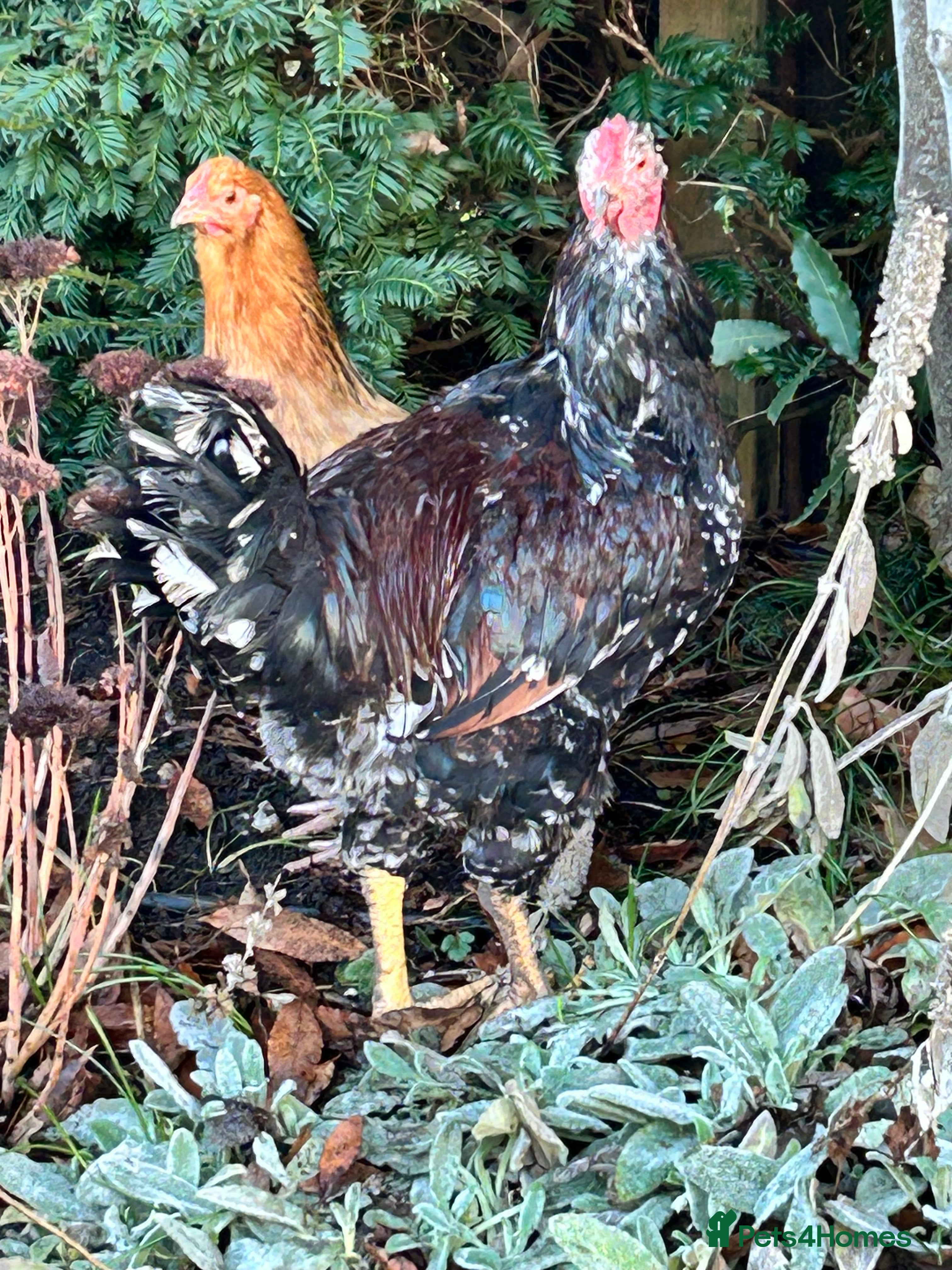 Chickens poultry Beautiful Cockerel  - Advert 9