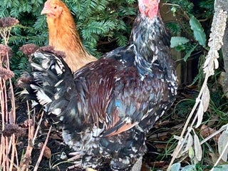 Chickens poultry Beautiful Cockerel - Advert 9