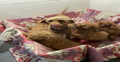 Miniature Poodle dogs - Advert 8
