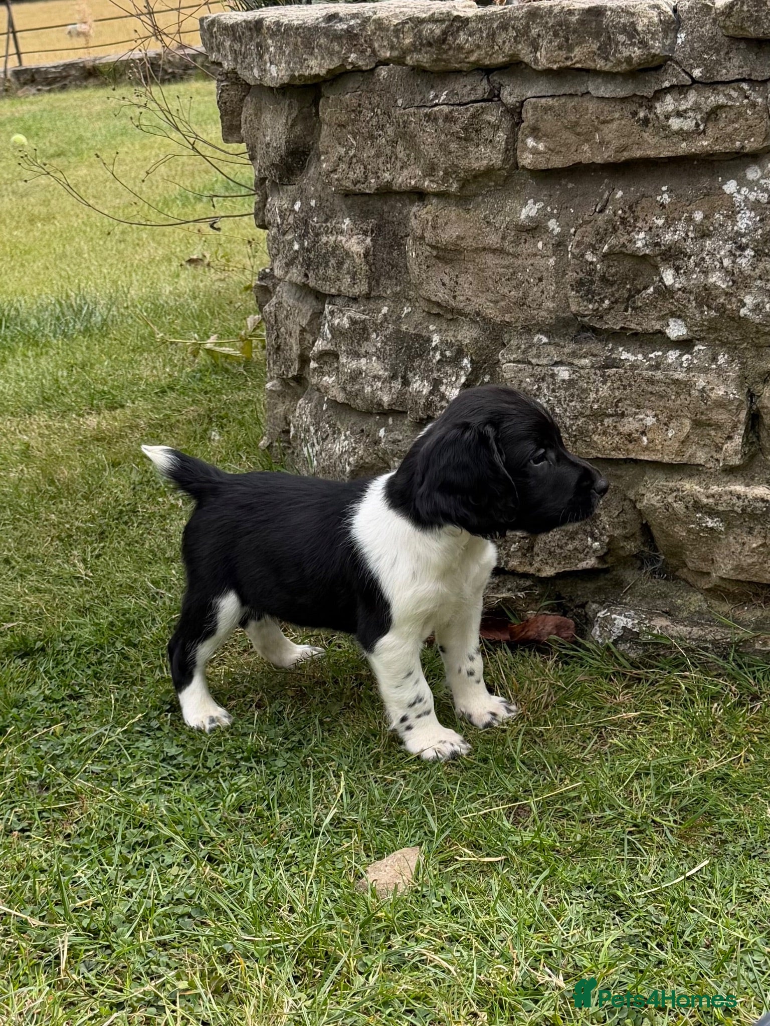 Sprocker dogs Sprocker Puppies - Advert 1