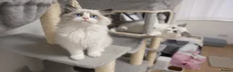 Ragdoll cats for sale: Champion Chunky Ragdoll Kittens-Famous R Bloodline - Advert 3