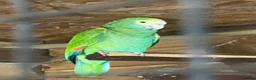 Parrots birds for sale: Yellow shoudered amazon - Advert 8