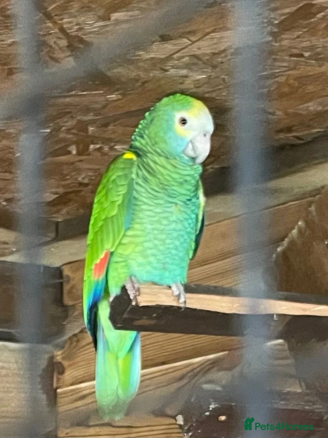 Parrots birds for sale: Yellow shoudered amazon - Advert 8