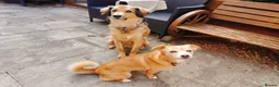 Mixed Breed dogs for adoption: Beautiful Bonnie 🩷 in Hailsham - Advert 20