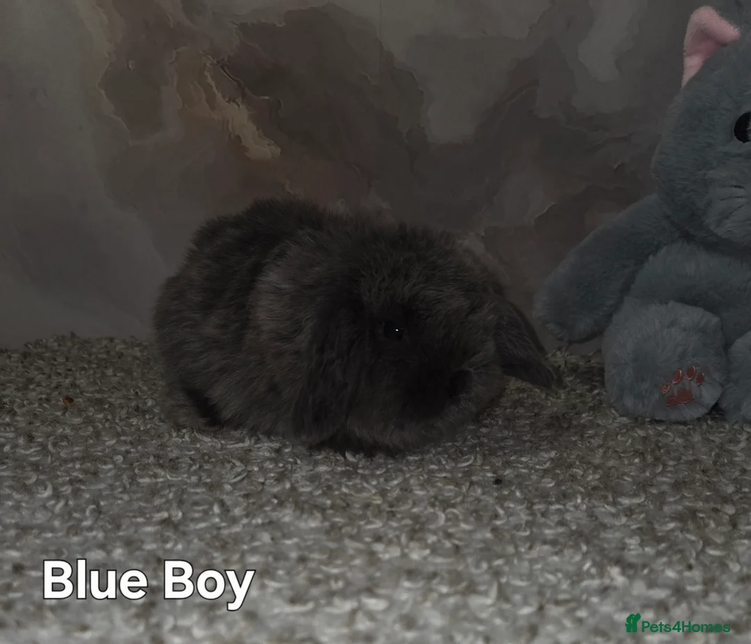 Mini Lop rabbits for sale: PURE MINI LOP BUNNIES ( All COLOURS) - Advert 14