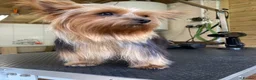Yorkshire Terrier dogs for sale: KC Registered Yorkshire Terrier Puppies  - Advert 2