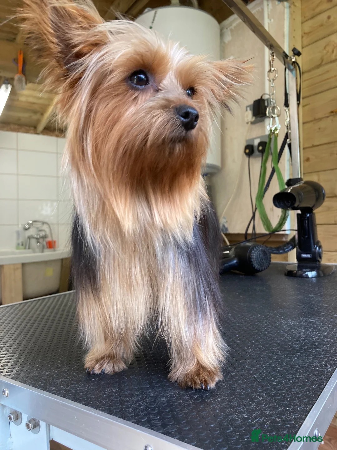 Yorkshire Terrier dogs for sale: KC Registered Yorkshire Terrier Puppies  - Advert 2