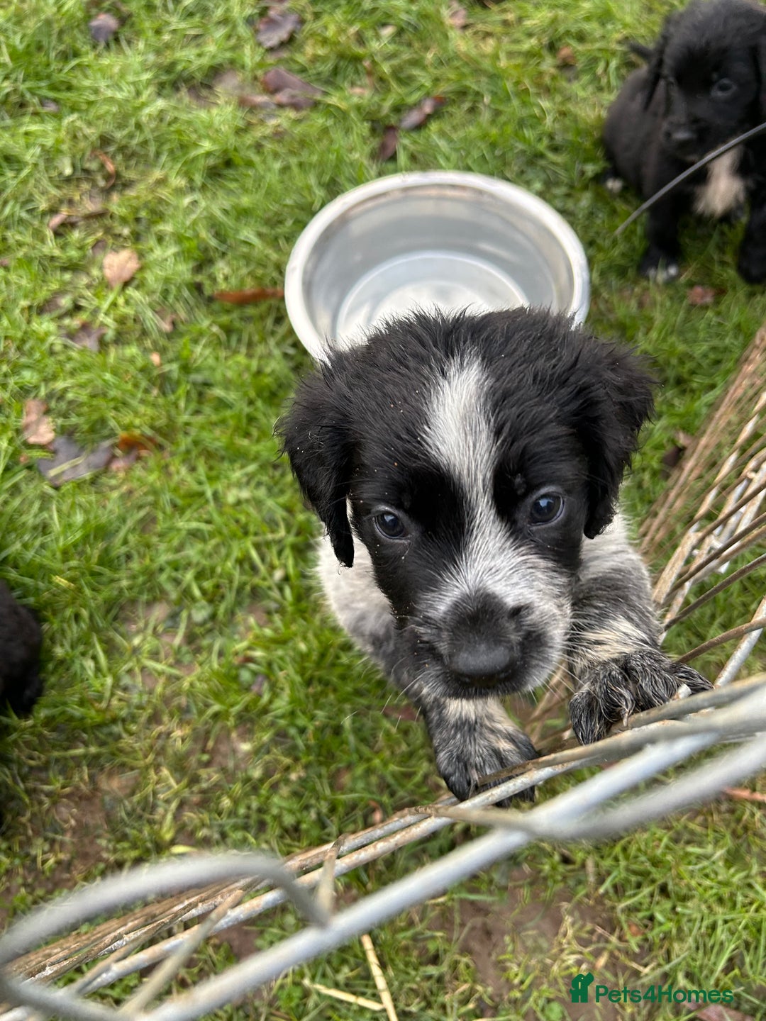 Mixed Breed dogs for sale: GORGEOUS COCKER SPANIEL/BORDER COLLIE PUPS - Advert 4
