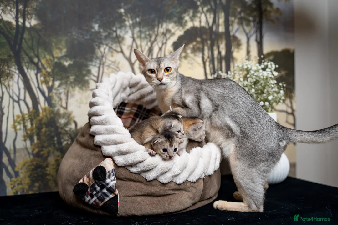Abyssinian cats for sale: Exceptional Pedigree 6 Abyssinians-Super Friendly - Advert 7