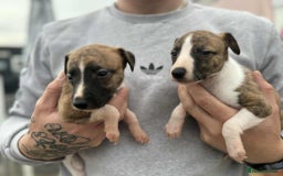 Whippet dogs for sale: Beautiful kc registered whippets - Image 16