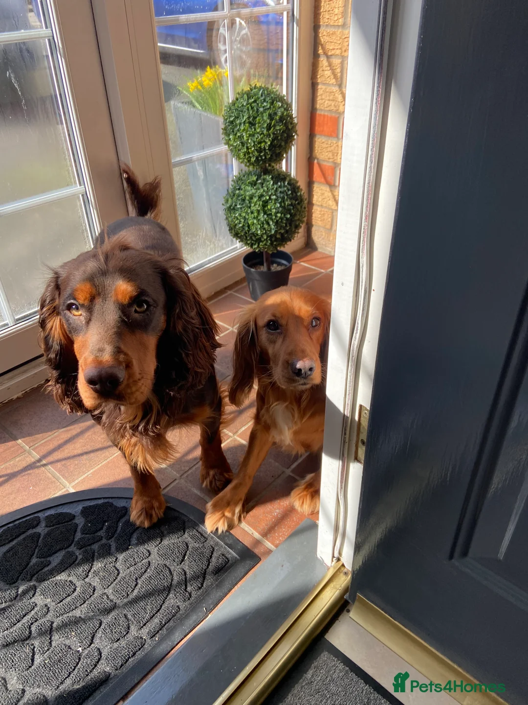 Cocker Spaniel dogs for stud: 🐾 Proven Stud - Healthy Working Cocker Spaniel 🐾 - Advert 4